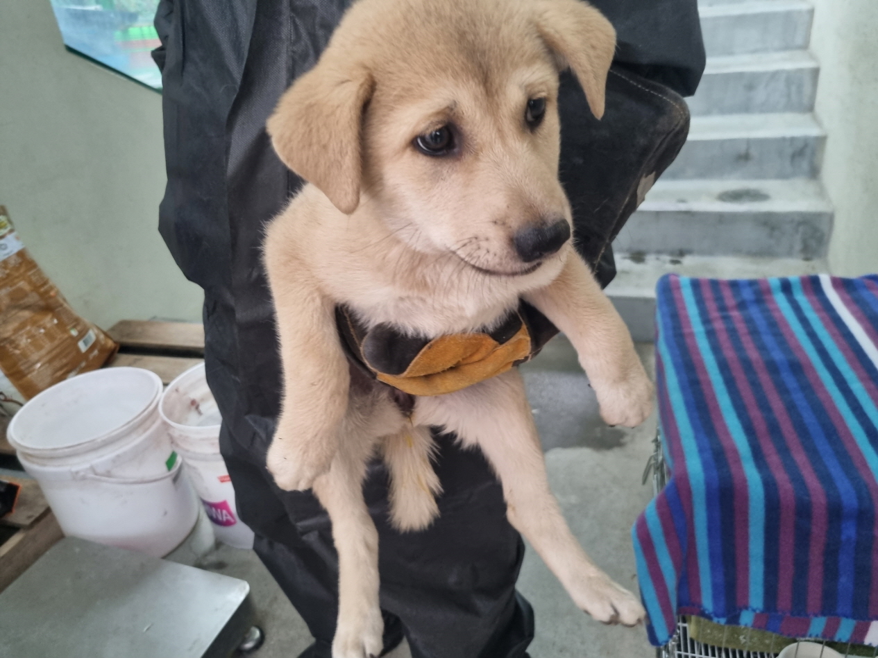 양산시 동물보호센터_448538202400431